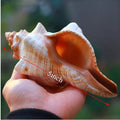 2PCS Conch Shell Large Natural Seashells For Fish Tank Wedding Decor Beach Theme Party Home Decorations